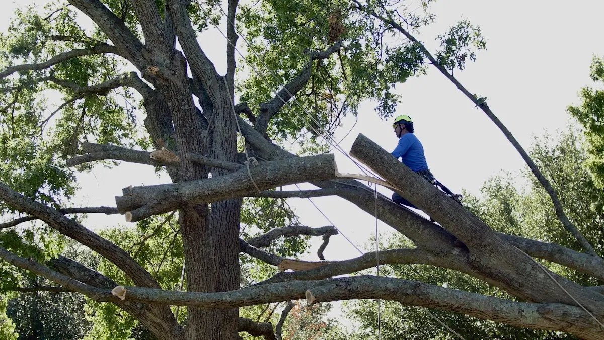Professional Crown Thinning performed by certified arborists in White Plains