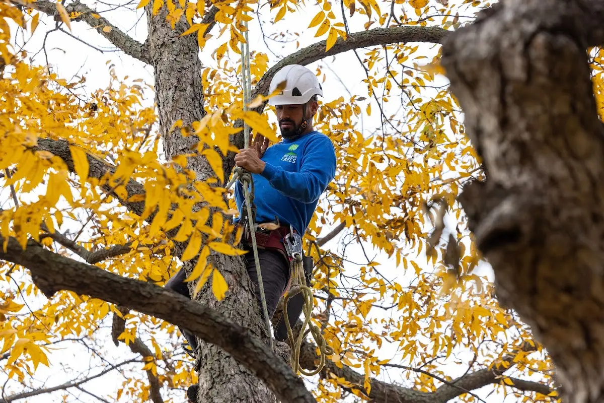 Skilled Tree Planting crew working in White Plains